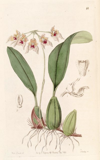 Bulbophyllum umbellatum (gespeld als Bolbophyllum umbellatum) door Miss Drake